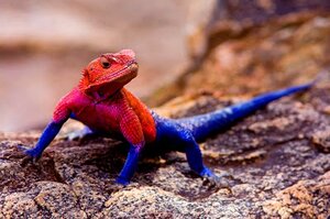 發現一隻顏色超稀有的蜥蜴，越看越覺得好像是...將照片PO上網後，網友眼睛都亮起來了！！
