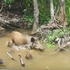 假慈悲？遊客丟食物給野豬，其實是要引誘牠靠近鱷魚，還大喊「這畫面太讚了！」