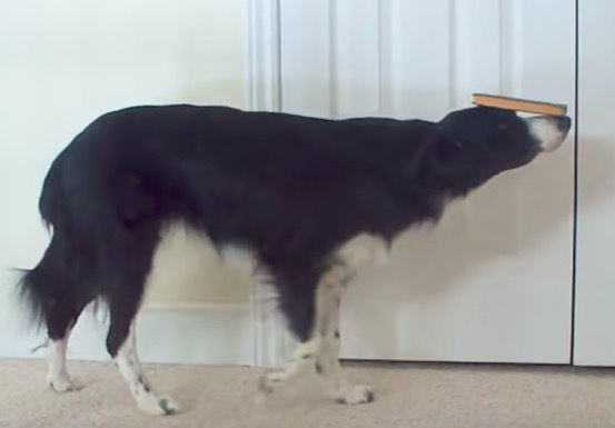 盤點全世界 前十名 最聰明的動物 Ipetgroup愛