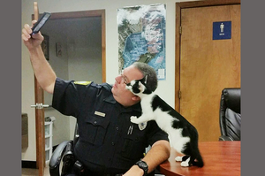 小浪貓自己闖進警察局，警察叔叔忍不住跟牠玩了自拍後...結局真的讓人完全融化！