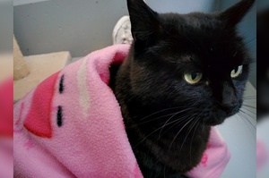11歲老貓遺棄後到達收容所，對「粉紅佩佩豬毛毯」情有獨鍾，始終堅持要在一起