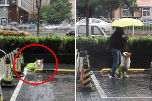 飼主把狗狗拴在外面淋大雨，這時突然出現一個女孩...接下的畫面網友看了心全融化！！