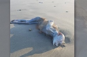 日本海岸衝上一具「神秘乾屍」，好奇的走上前看...這到底是甚麼東西啦！！！