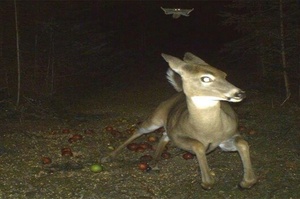 「蝙蝠俠來了！快跑！」夜間監視器拍到的13張野生動物荒唐照片，原來你們私下這麼不檢點啊！