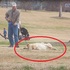 一哭二鬧三裝死！黃金獵犬玩不夠大鬧公園，就是不想回家辣！
