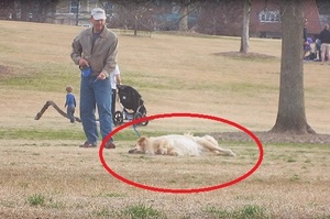 一哭二鬧三裝死！黃金獵犬玩不夠大鬧公園，就是不想回家辣！