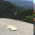 「走走就睡著惹～」主人帶柴柴四處旅行，結果這傢伙根本都在睡...網友笑噴啦！（多圖）