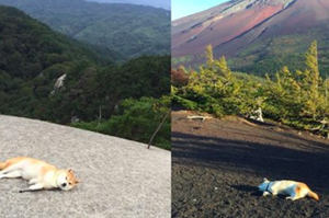 「走走就睡著惹～」主人帶柴柴四處旅行，結果這傢伙根本都在睡...網友笑噴啦！（多圖）