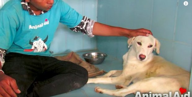 Animal Aid Unlimited, India