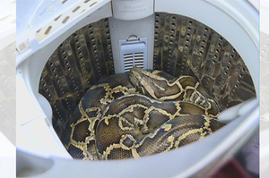 打開洗衣機卻發現...怎麼裡面睡了隻52斤的大蟒蛇！婦人急找救援放生！