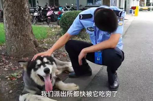 警察好心收留走失的雪橇犬，找到牠主人差點淚崩：「再不來領我們就要被吃垮了！」