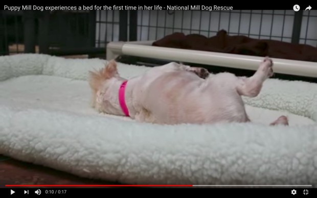 National Mill Dog Rescue