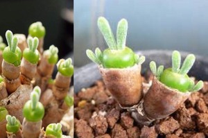 超可愛多肉植物「碧光環」，根本是躲在盆栽裡的小兔兔...療癒模樣引發推特上瘋傳！！