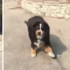整個家被野火燃燒殆盡！夫婦慌忙中與愛犬分離，幾天之後竟發現狗狗平安的活著！（影片）
