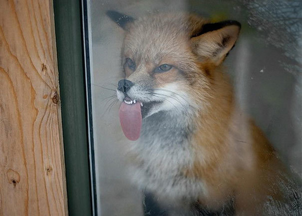 boredpanda
