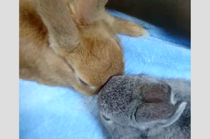 兩隻兔兔頭靠頭睡感情超好，下一秒第三隻出現了...網友全融化啦！（附影片）