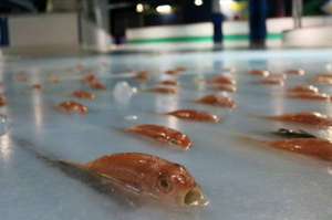 遊樂園砸錢打造「冰之水族館」，讓遊客體驗在5千條死魚上溜冰...看到這畫面難怪網友會不買帳了！！