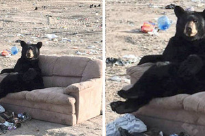 倒垃圾看到「吃飽休息」的黑熊，接下來看到的畫面...是工讀生無誤!!XDD (附影片)