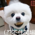 毛孩偷吃花枝丸！被抓包後的反應...網友看了全笑翻！！(附影片）