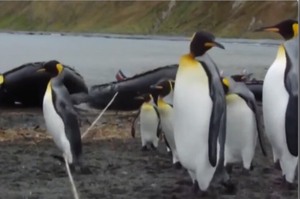 當大家在討論要怎麼跨越繩子時，有隻企鵝鼓起勇氣往前走...(影片)