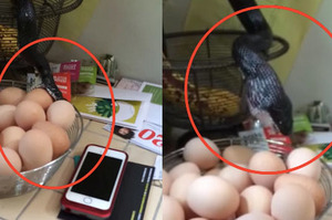 網友發現ㄧ條蛇在偷吃雞蛋！結果接下來她的善心舉動，讓大家感動到不行！(附影片)