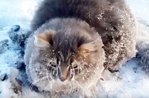 路人驚見貓咪被「凍成冰塊」趕緊去拯救，沒想到解凍後的樣子超萌～（影片）