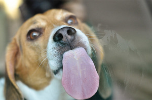為甚麼狗狗會舔玻璃？可能是因為這兩種原因