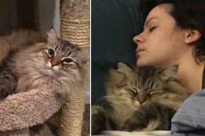 從來不碰媽媽的貓咪，突然開始「每天抱著媽媽睡」，知道背後原因後...網友全暖哭！