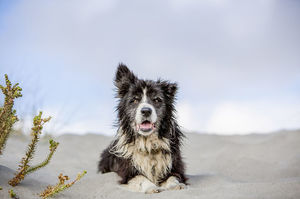 這隻邊境牧羊犬在消失7年後突然現身，全身傷痕累累甚至失聰 這幾年到底發生了什麼事...？