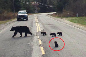 小黑熊虛弱到跟不上媽媽而被丟棄...警察發現後一個霸氣神救援，結局真的超暖心！