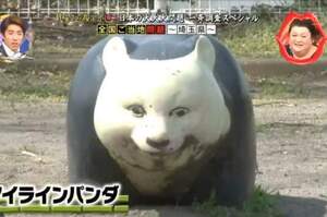 綜藝節目調查日本街頭出現的熊貓...為甚麼每一隻都那麼詭異啦！！！