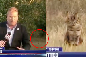 記者尋找民眾口中「絕種美洲獅」，結果現場拍到...觀眾瞬間笑翻！！（附影片）