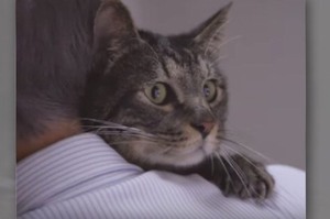 貓咪會認得主人的聲音嗎？日本超感人廣告告訴你！！(影片)