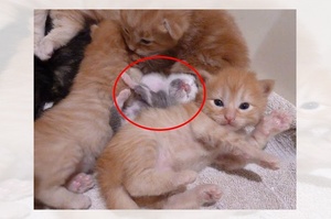 將撿到的小灰貓混入其他幼貓中，貓媽媽負起照顧的反應令人感動！