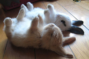 「想叫兔寶起床，一進門我就笑死啦！」這幾隻超萌兔兔，每隻都讓人瞬間萌暈！（圖+影片）