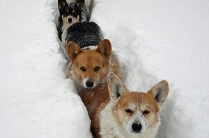 別在喝水時看！超爆笑！7隻第一次看到雪的狗狗，牠們的爆笑反應絕對讓你噴笑！