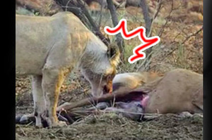 母獅吃到一半，發現獵物正懷孕！下一刻牠超暖心舉動...連動物探險家都覺得不可思議！！