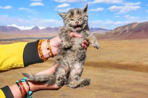 去西藏旅行時，在海拔5000米高原撿到這隻貓！獸醫看過後...給了驚喜的答案！！