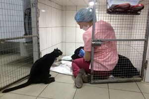 看見護士在安撫緊張的狗狗，一旁的癱瘓小黑貓竟然做出這樣的舉動...真的讓人好暖心！