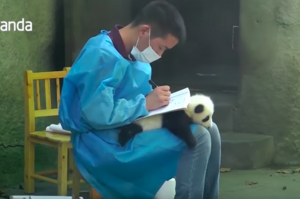  小熊貓睡癱在大腿不肯走，奶爸只好拿牠當「墊板」寫日誌...模樣真的是萌翻眾人啦！