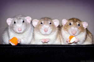 這些鼠寶照片，保證治好你困擾已久的「老鼠恐懼症」，尤其是最後一張～