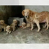 品種犬在繁殖場的生活？看完只會覺得他們連流浪狗都不如...