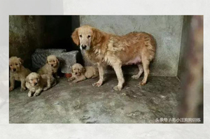 品種犬在繁殖場的生活？看完只會覺得他們連流浪狗都不如...