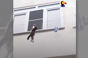 浪貓單手懸掛在三樓高電線上，眼看失去力量往下墜...暖男一把抱住驚險救援成功！(影片)