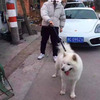 他開跑車「炫耀」薩摩耶，誰知下一秒...網友笑噴：跑車有得洗啦!!XDD