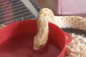 「咕嚕咕嚕咕嚕」網友分享寵物蛇喝水的影片...從不知道原來那麼療癒呀！(影片)