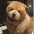 鬆獅犬被主人帶去「剪毛變成熊」，剪完牠見到人的反應竟是...