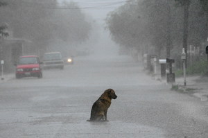 惡劣的主人在暴風雨天把狗狗拴在外面，正當狗狗瑟縮發抖時幸好一位英「雌」及時出現