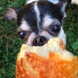 看著這隻「吃過人肉」的吉娃娃，你還會覺得他可愛嗎？牠的主人表示...