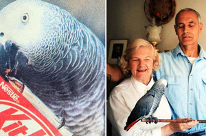 世界最老鸚鵡享年55歲，臨終前跟女主人說了兩字遺言，讓她瞬間心痛淚崩！